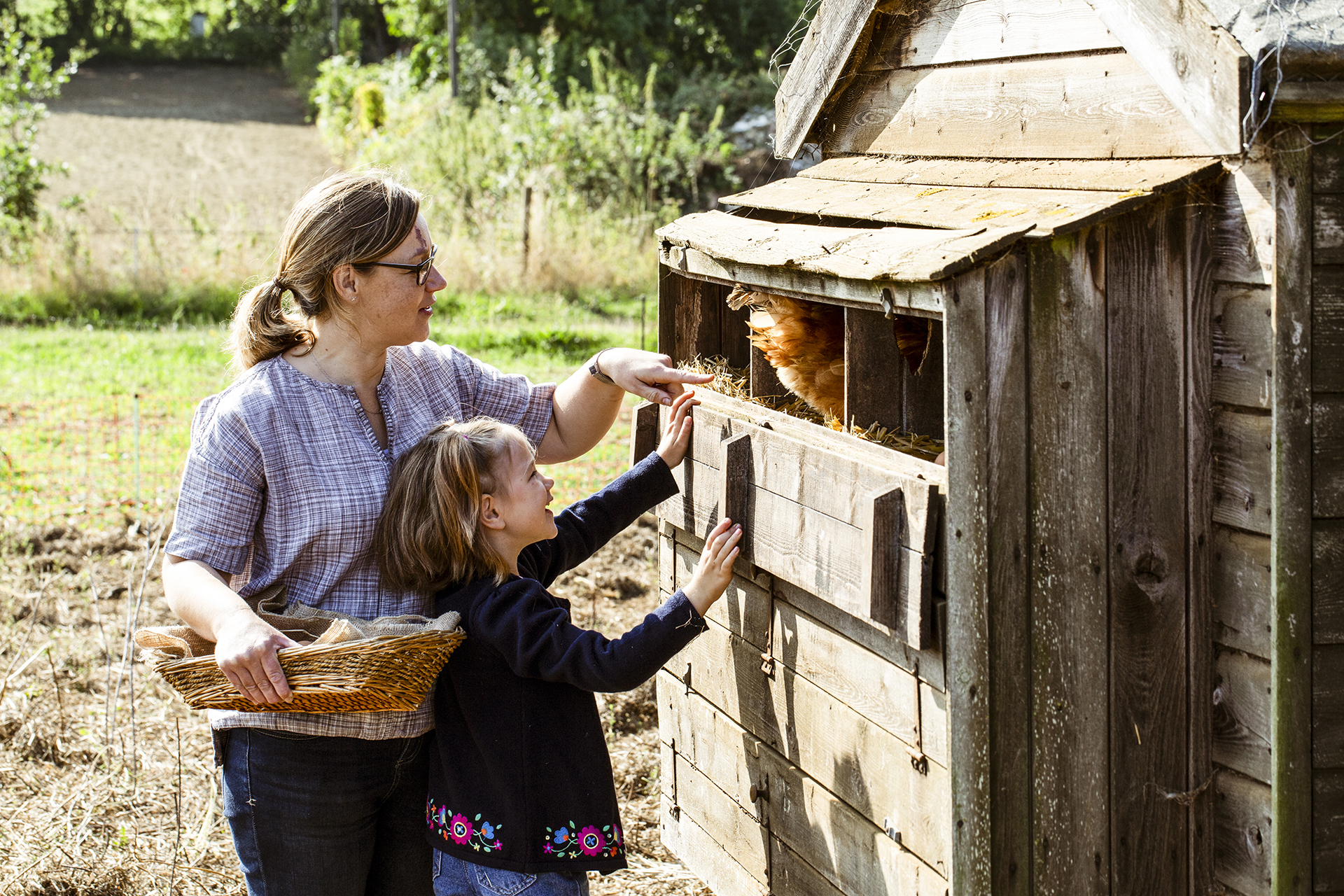 Alles voor kippen aveve snacks