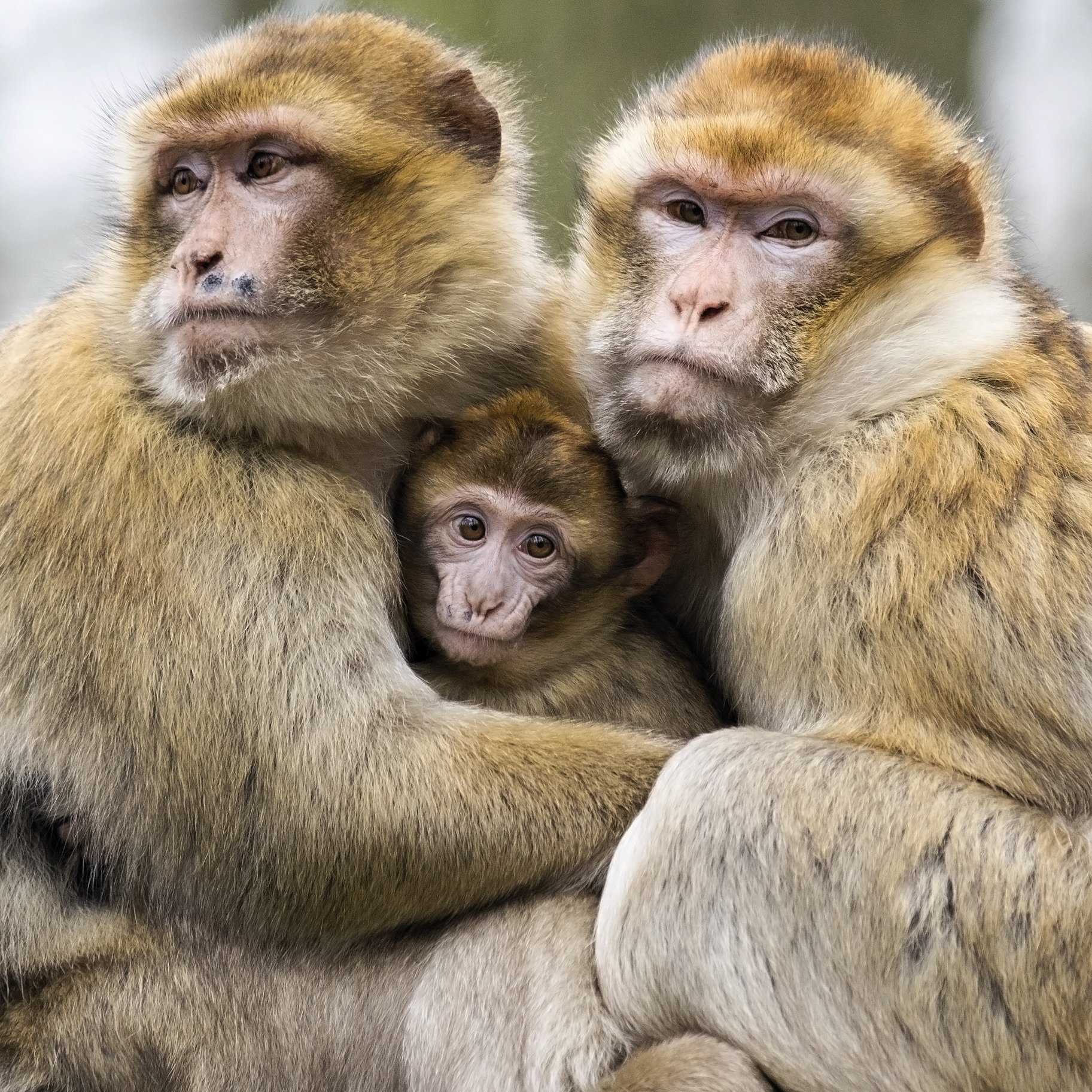 Primates