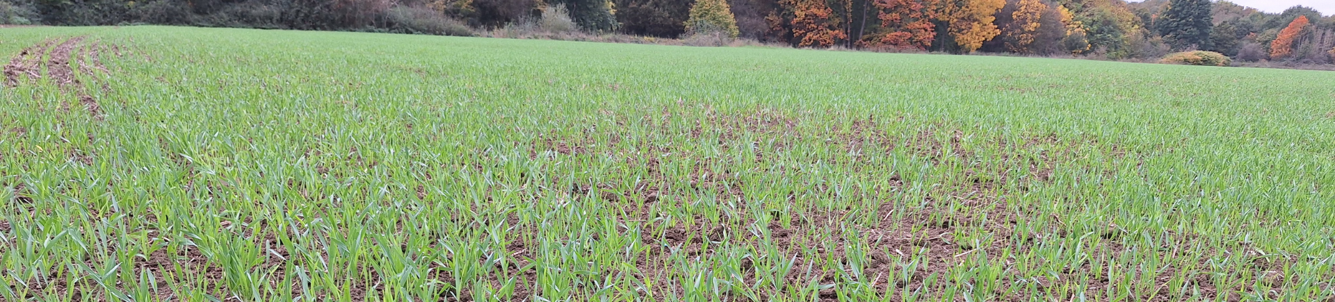 29.10.2025_Nieuwsbrief AH_Sterk de winter in, vlot door het voorjaar op het veld. banner