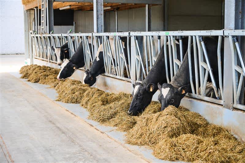 30.05.2025_Nieuwsbrief_AN_Stress thermique