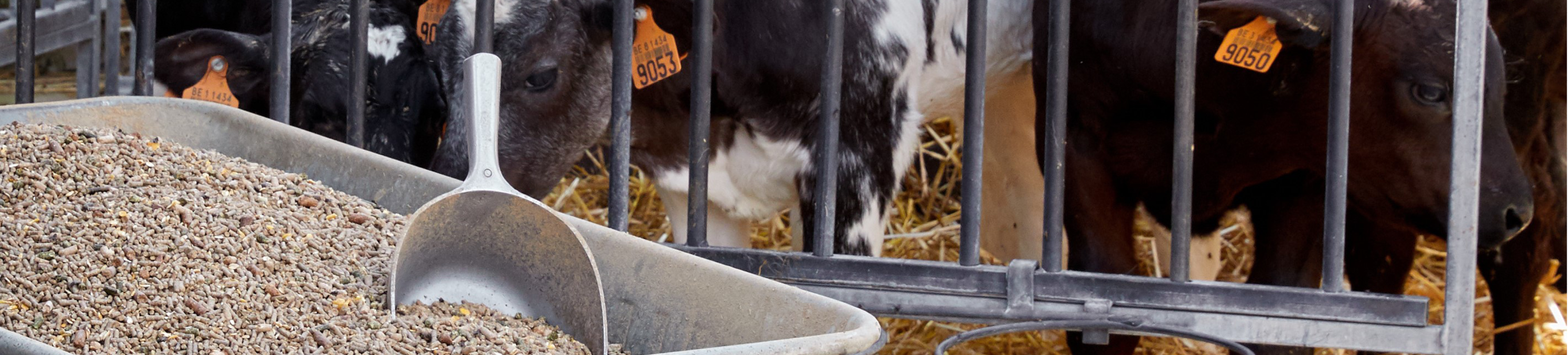 Jongveevoeders banner 1920x435px