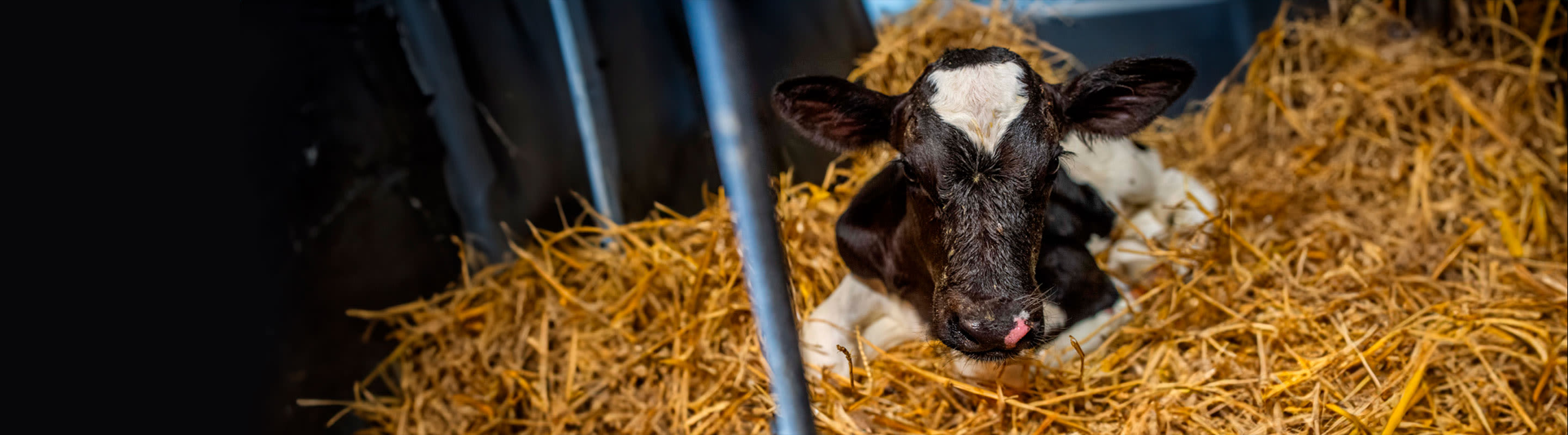a calf lies on the hay