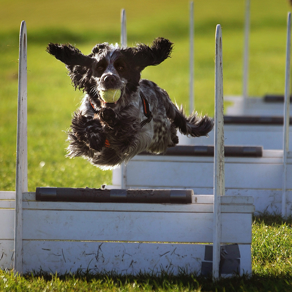 Flyball pour chiens – Aveve
