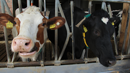 Methaanreducerende voeders