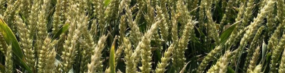 LG Tomjol image & text