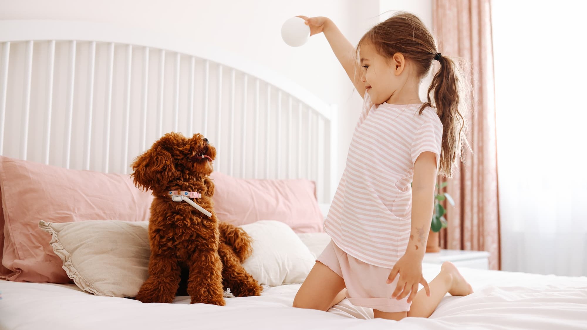 Chiot jouant avec son maître - Aveve