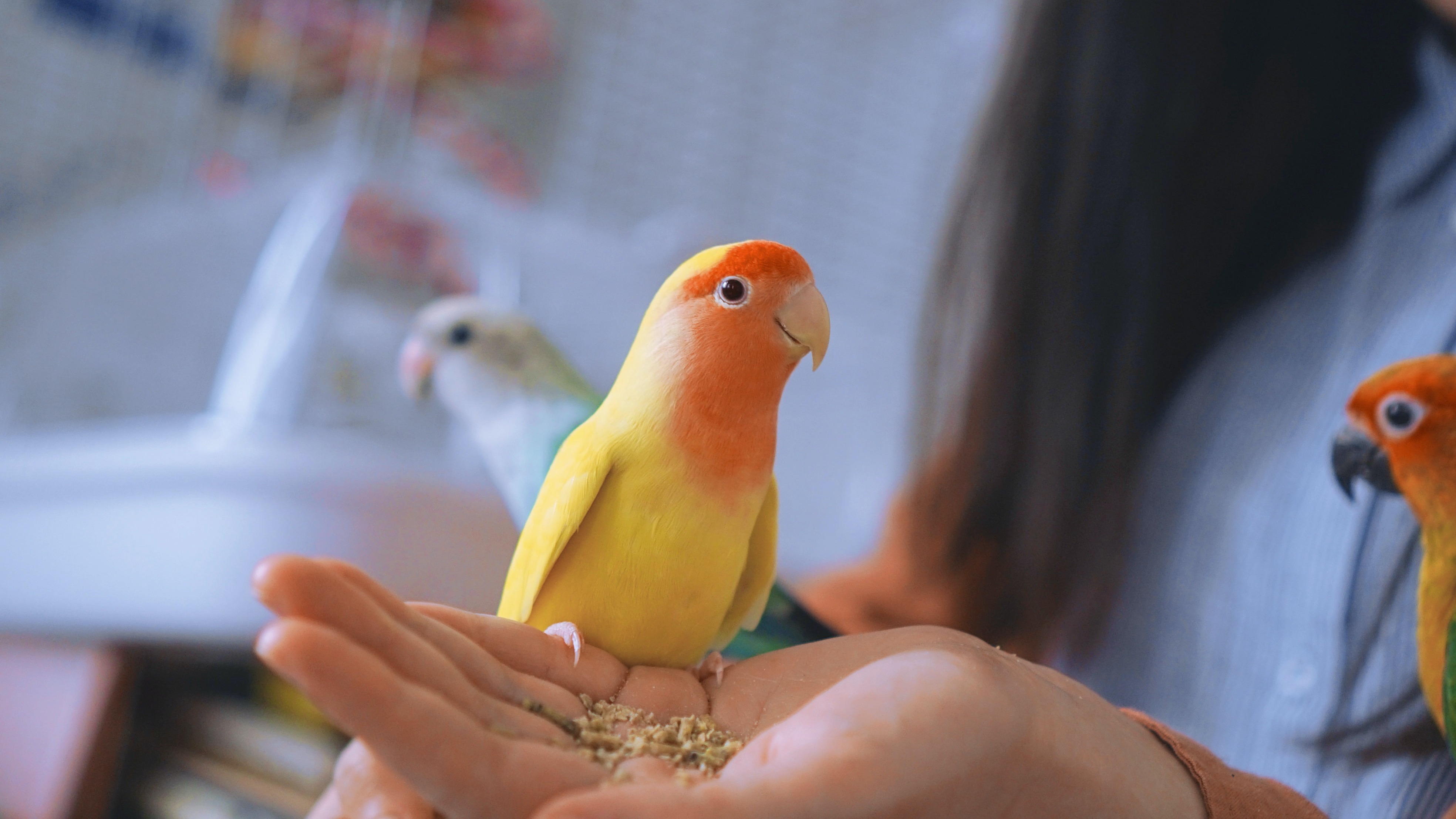 Canari en main, celui-ci reçoit une poudre vitaminée.