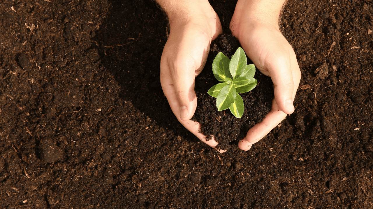 Nutrition des plantes 