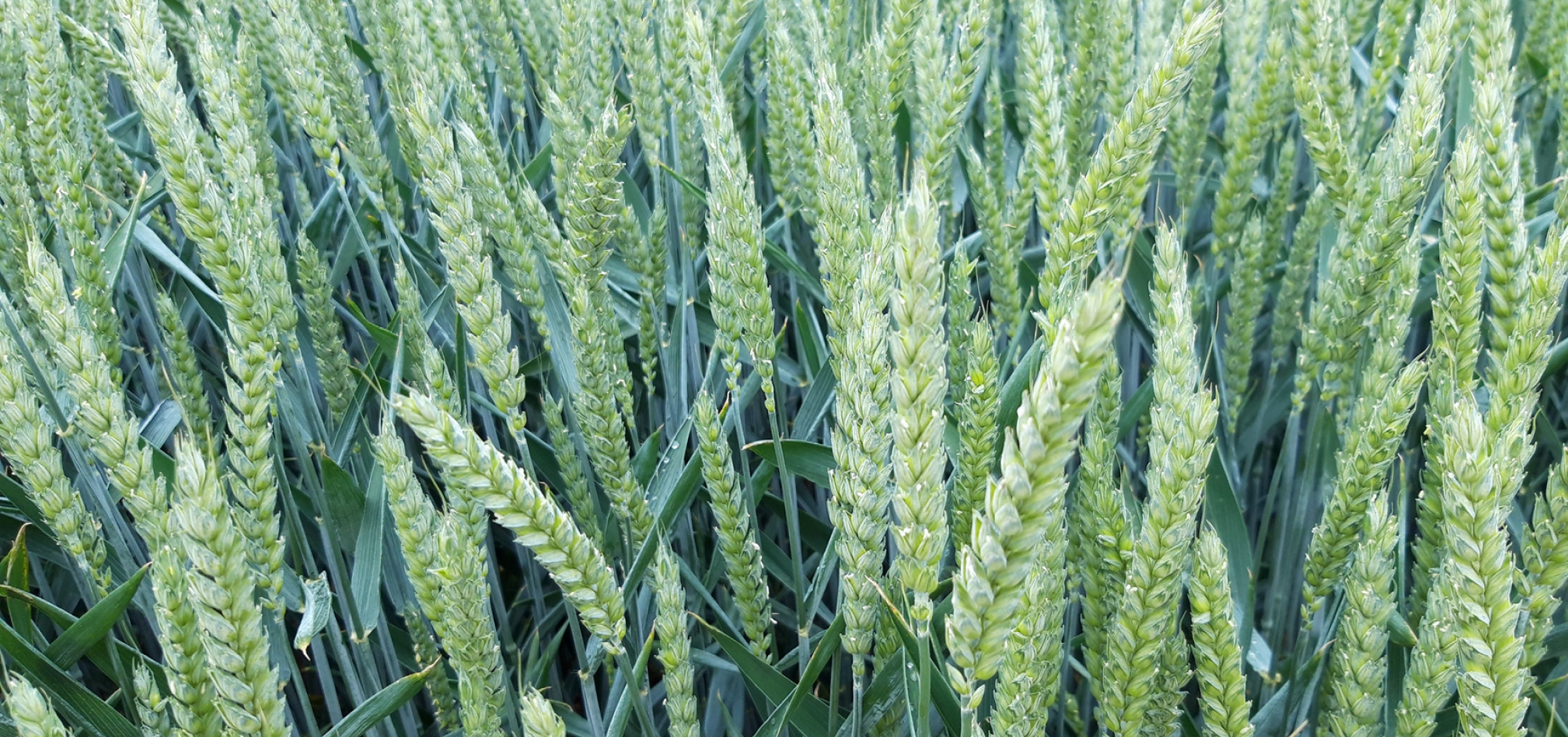 Graan Walagri 968x455px