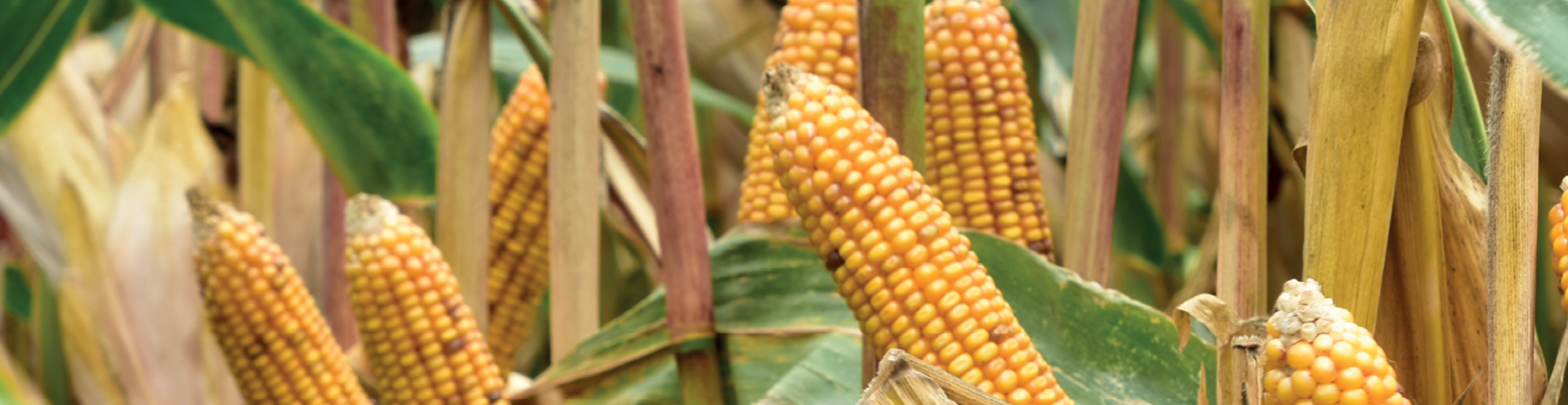 Verhogen kwaliteit & stress reductie