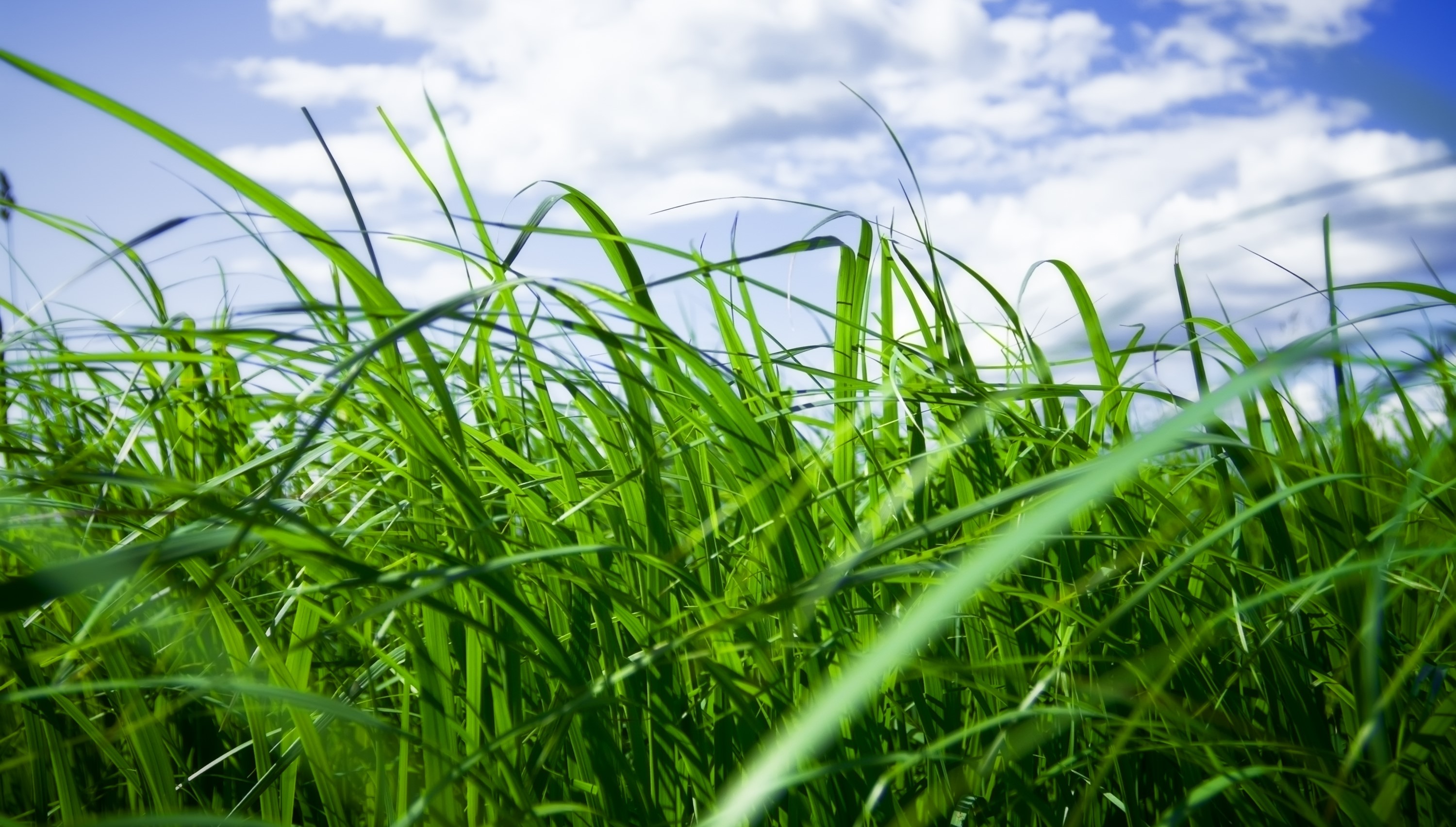 Foto gras italiaans raaigras 