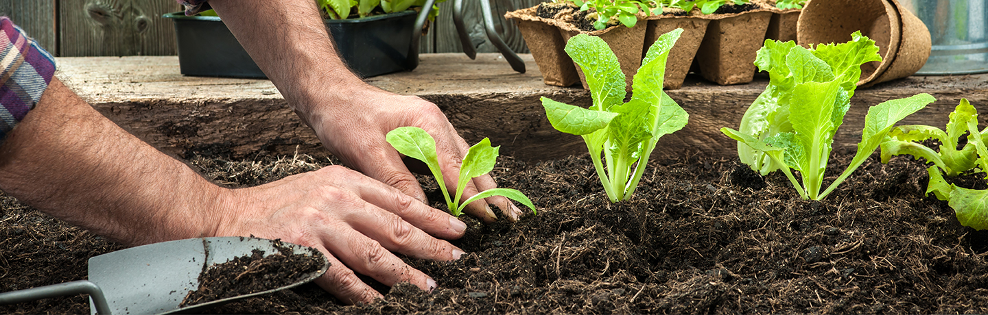 Afbeelding van een vrouw die groenten plant in een moestuin - Aveve