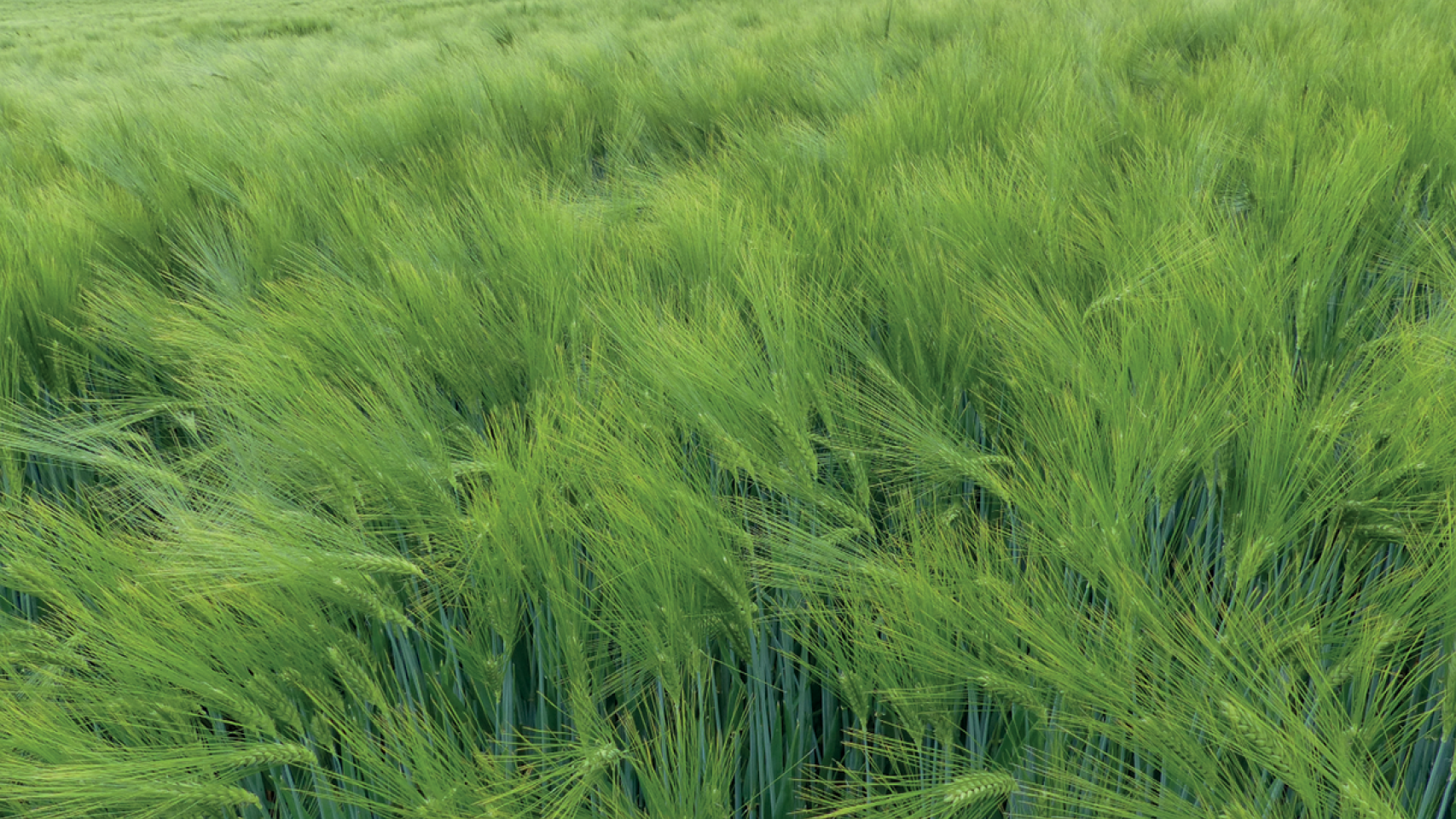 Sensation 1280x720px