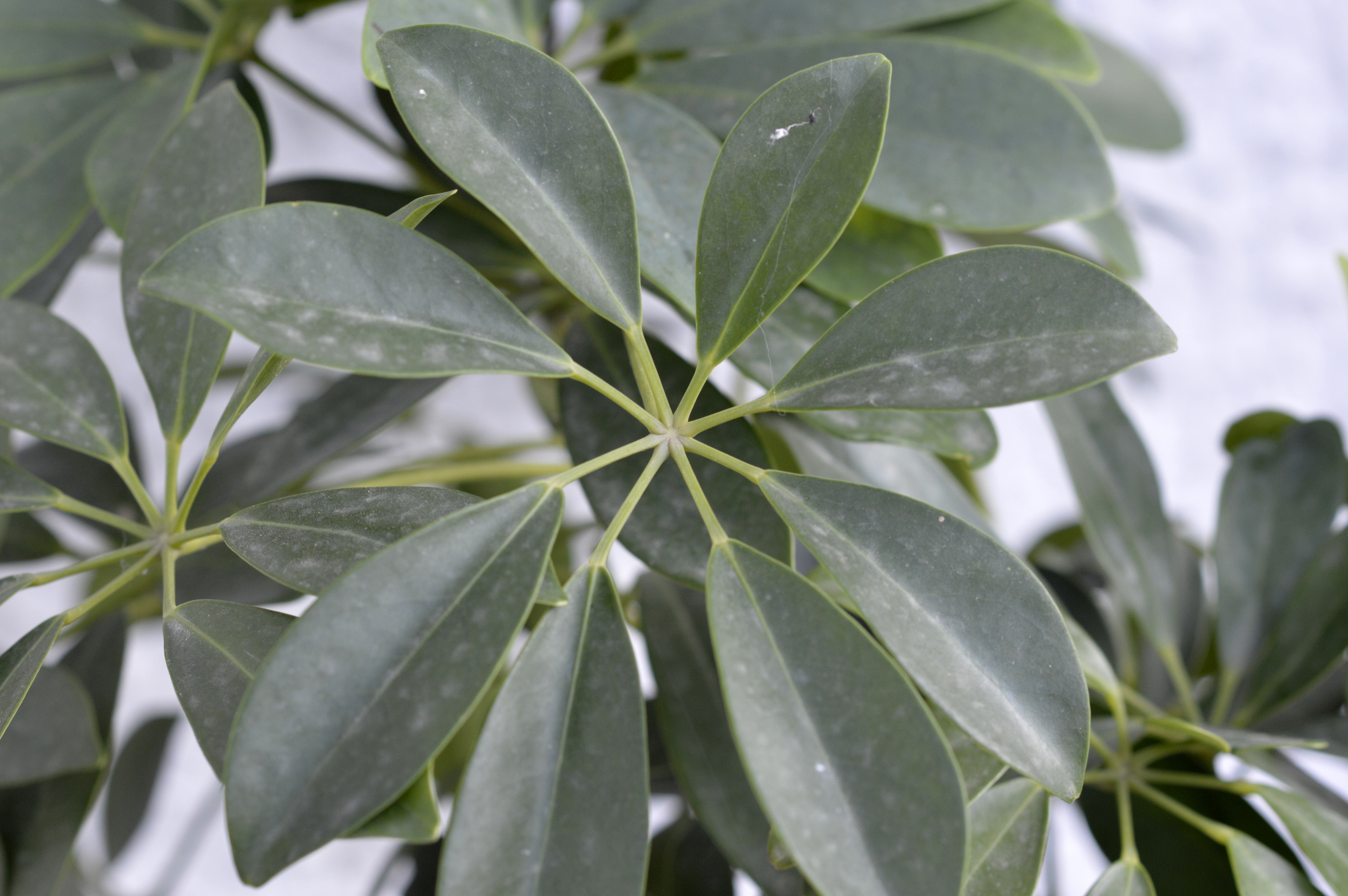 image banner: Schefflera