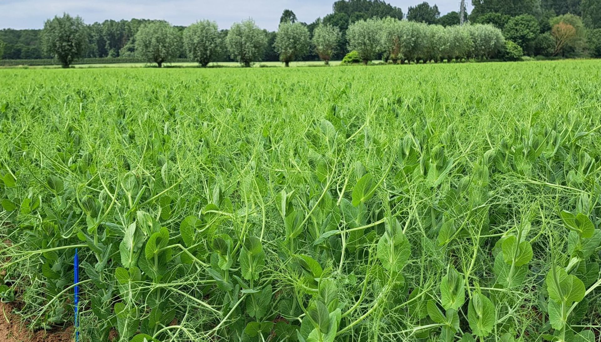 Cultures protéiques