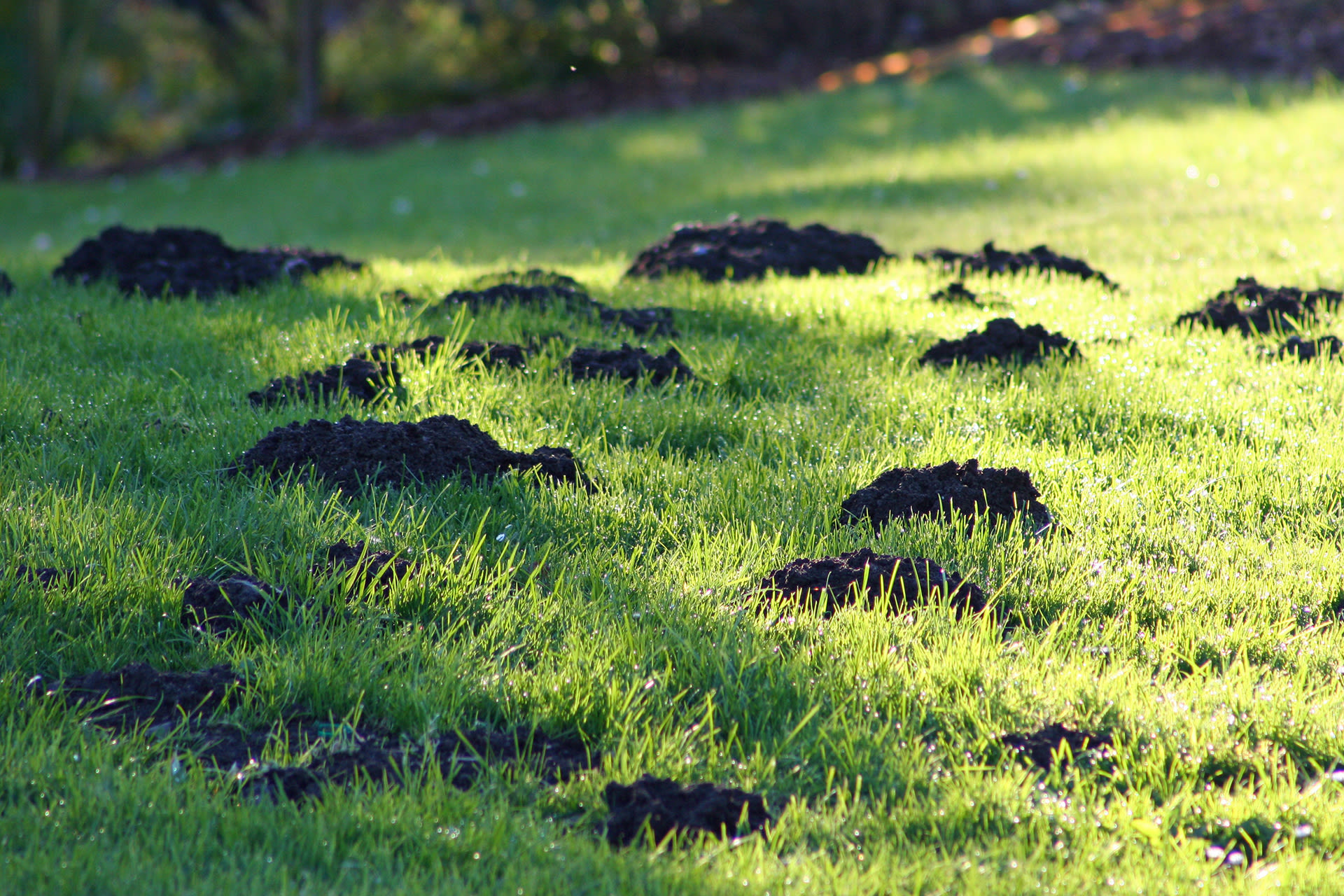 Alles voor je tuin aveve ongediertebestrijding andere