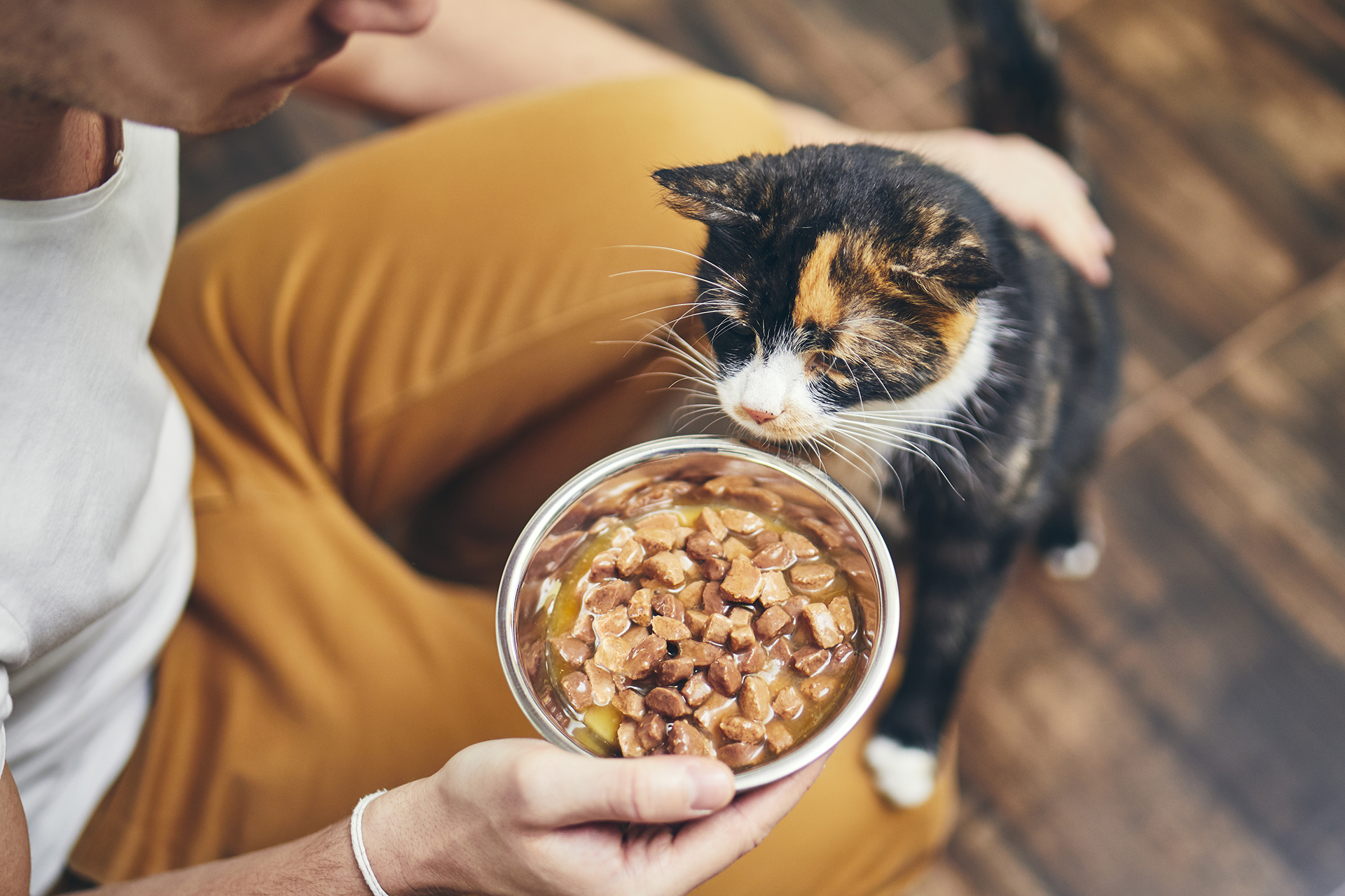 Alles voor katten aveve natte voeding