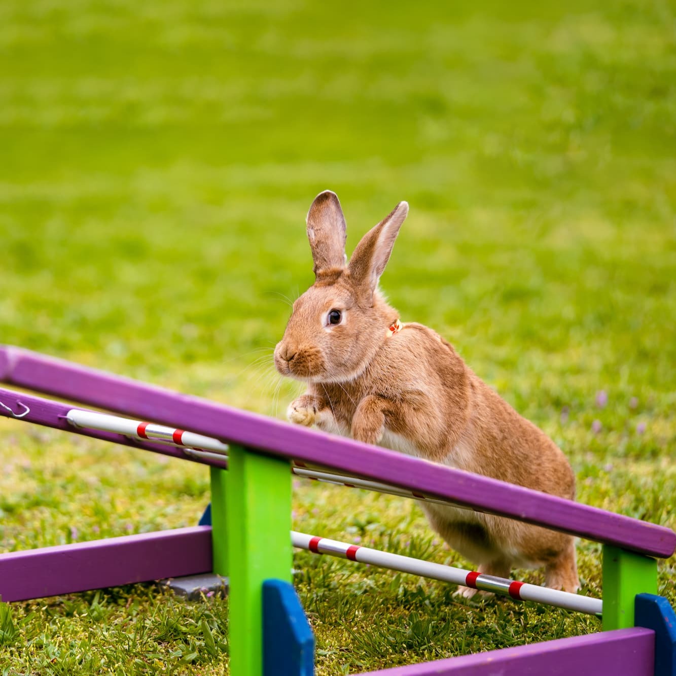 Conseils pour assurer la sécurité de vos lapins à l'extérieur – Aveve