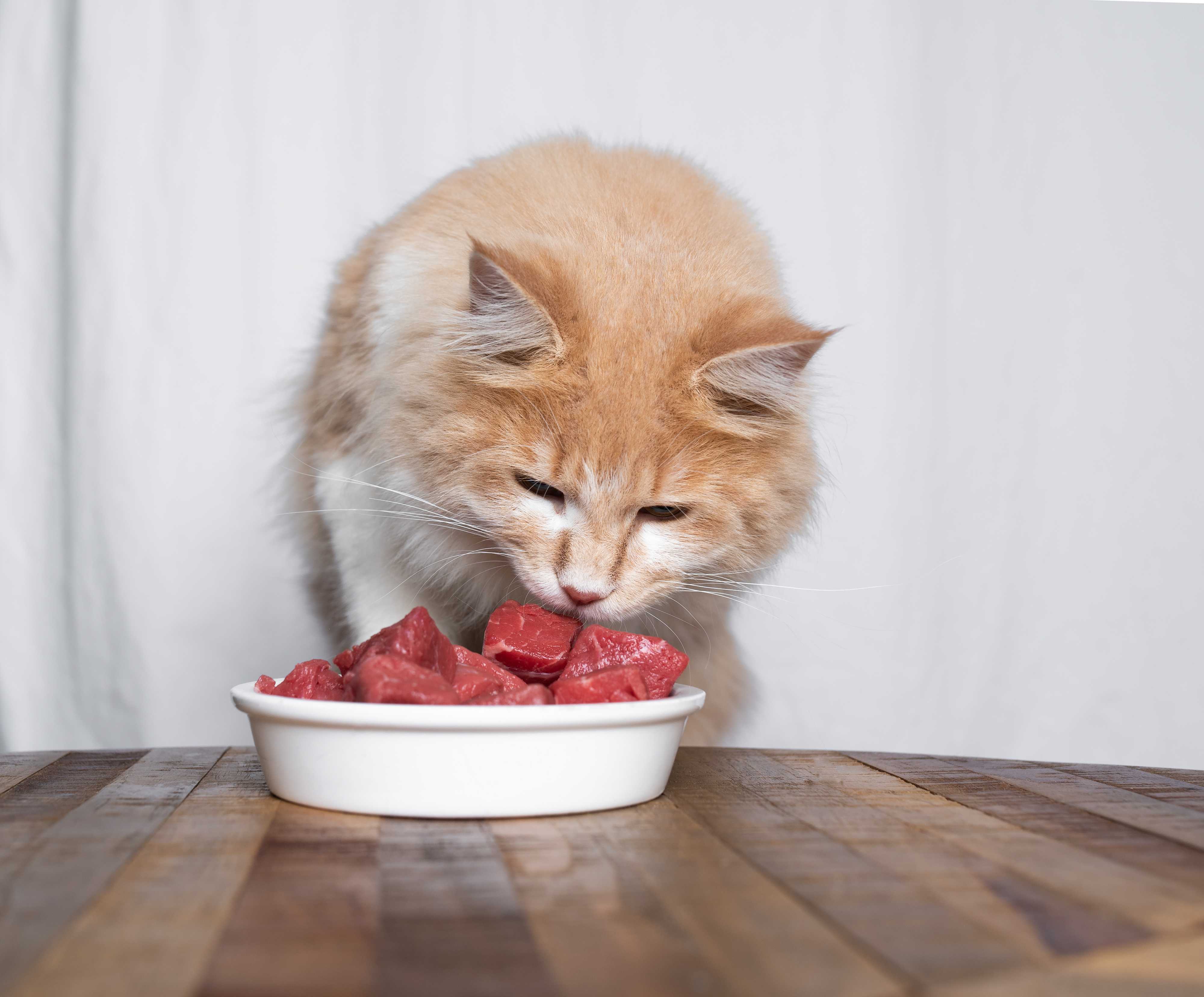 HobbyFirst - Passion for animal nutrition since 1840 | The cat: an ...