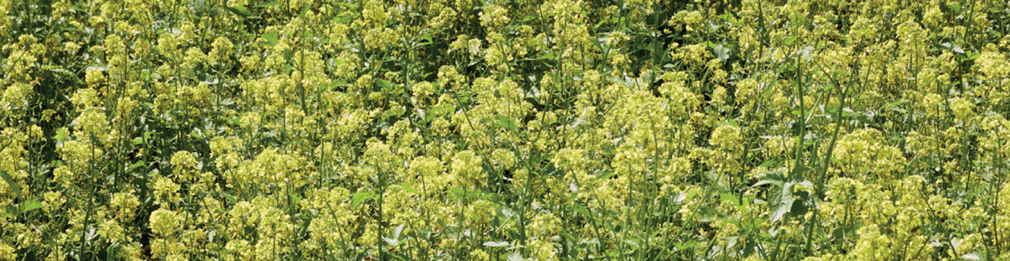 Mengsels voor akkerbouwrotaties