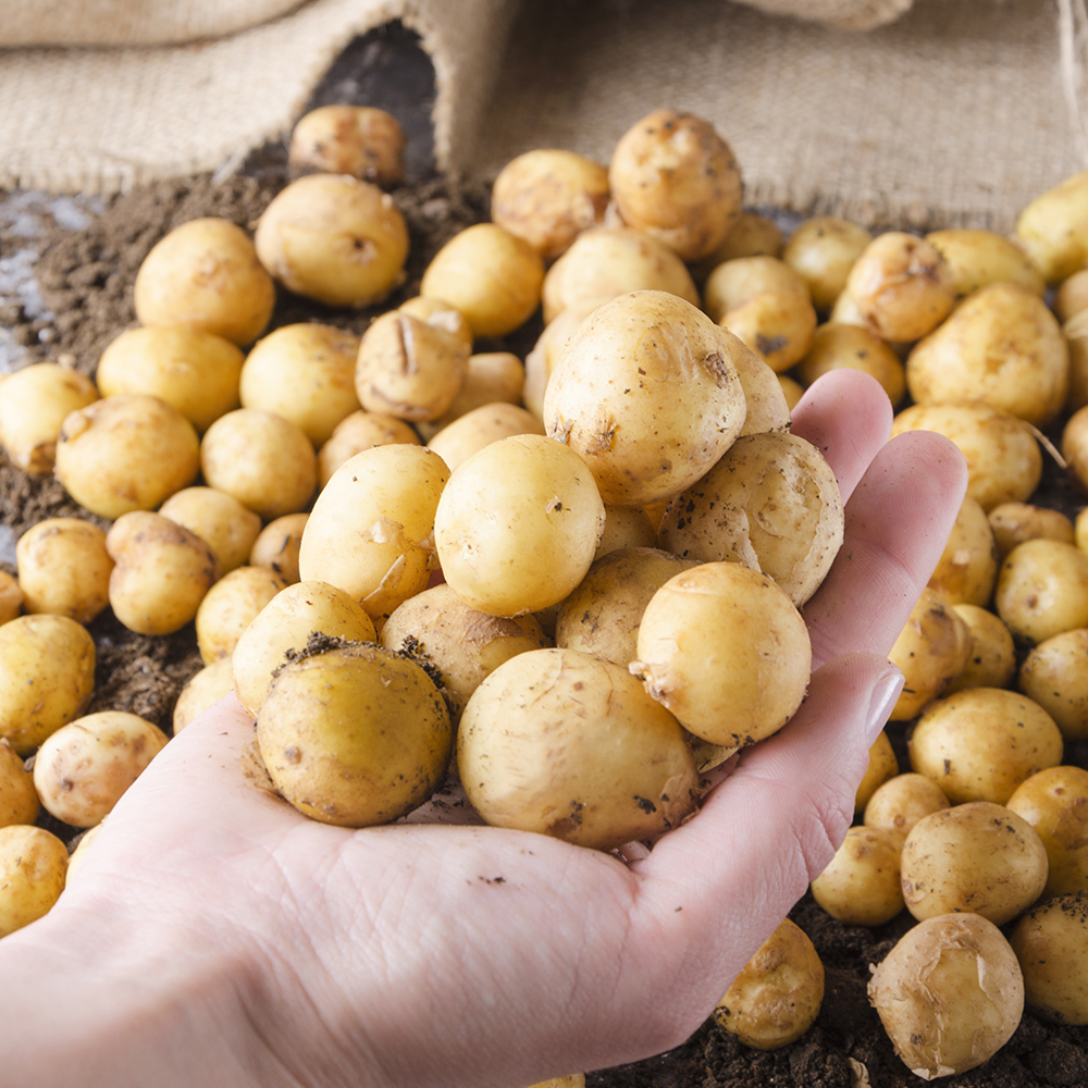 Image de jeunes pommes de terre - Aveve