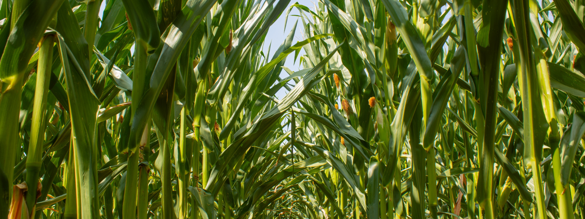 Maïs
