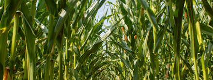 Maïs