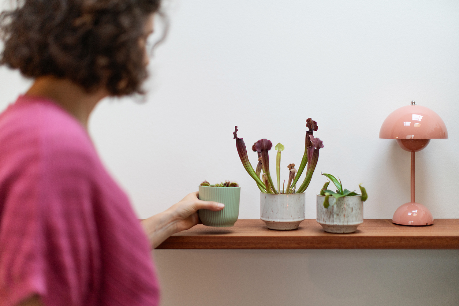Vleesetende planten verzorgen - Aveve