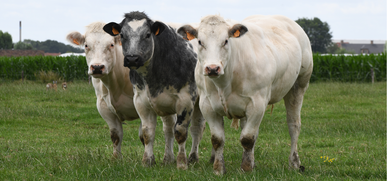 Vleesvee vruchtbaarheid 968x455px