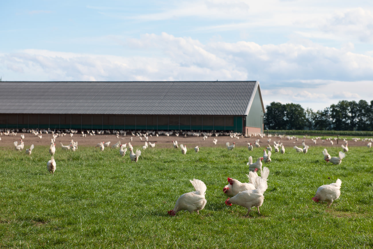 Banner biologisch kippenvoer