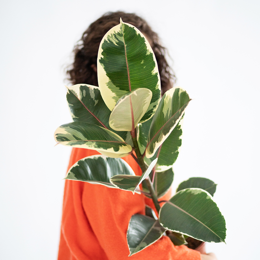 Afbeelding van een vrouw met een rubberplant - Aveve
