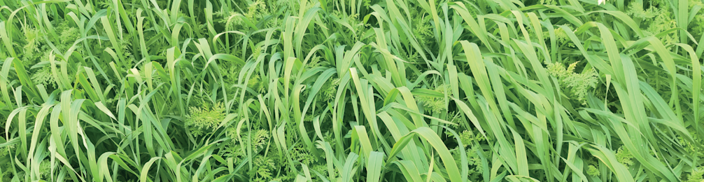 Groentemix 968x250px