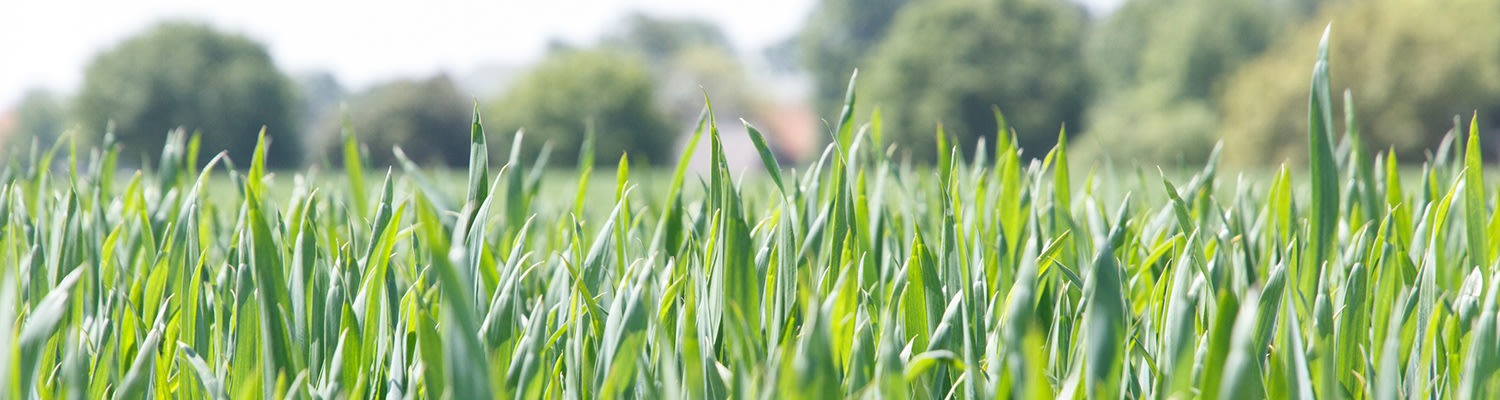 Aveve land-en tuinbouw - zaaigranen - jonge planten