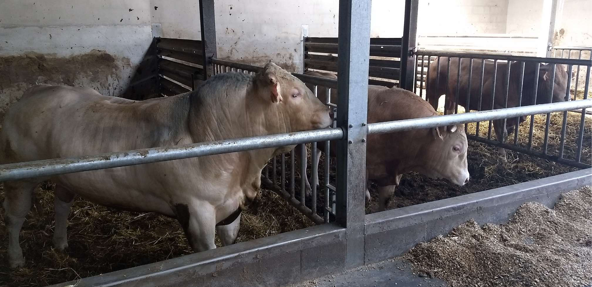 Vleesvee rantsoenberekening 968x470px