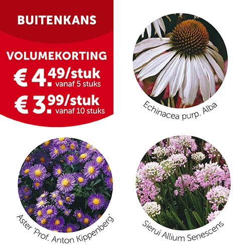 Vaste planten in pot Ø 11 cm: volumekorting | Aveve