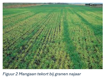 mangaan tekort bij granen najaar