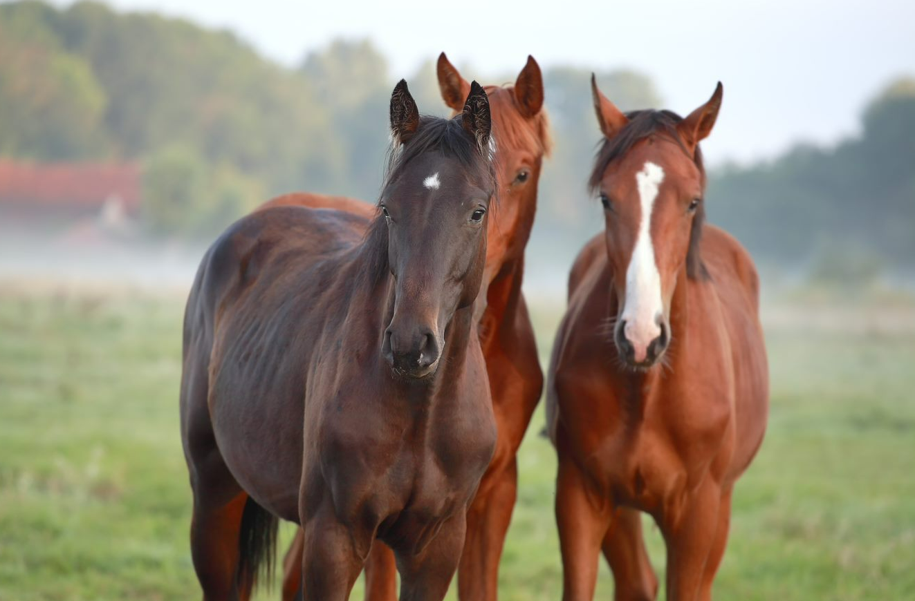 Jonge paarden1