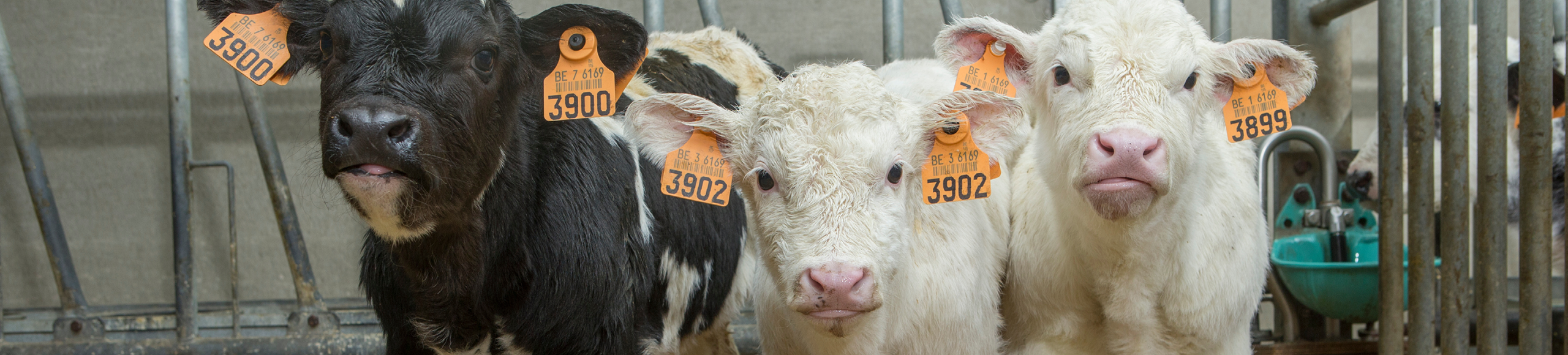 Jongvee melkpoeders 1920x435px