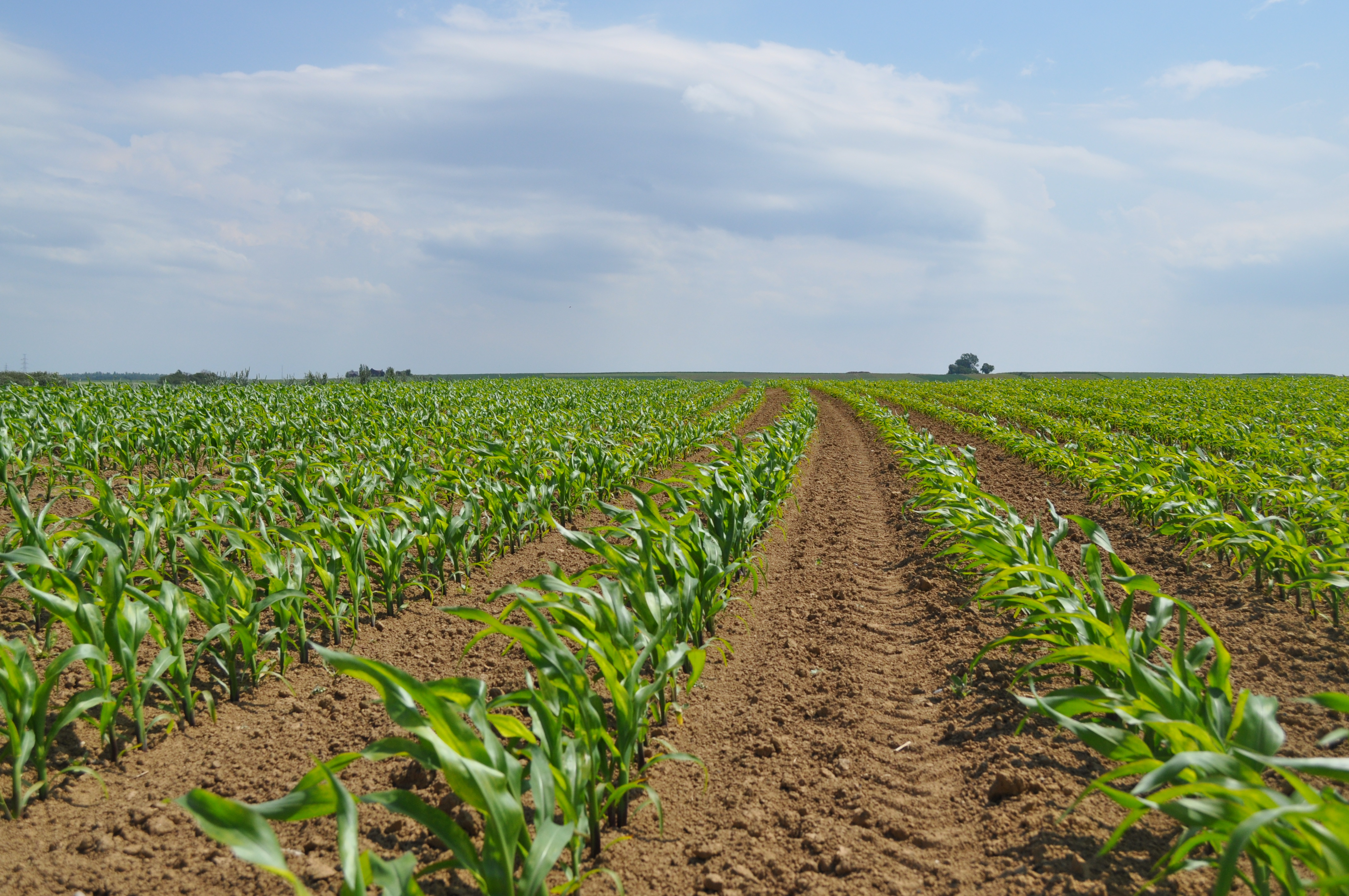 Zekerheid in mais? Gebruik Optima Vigor+ of Blue N als standaardbemesting!