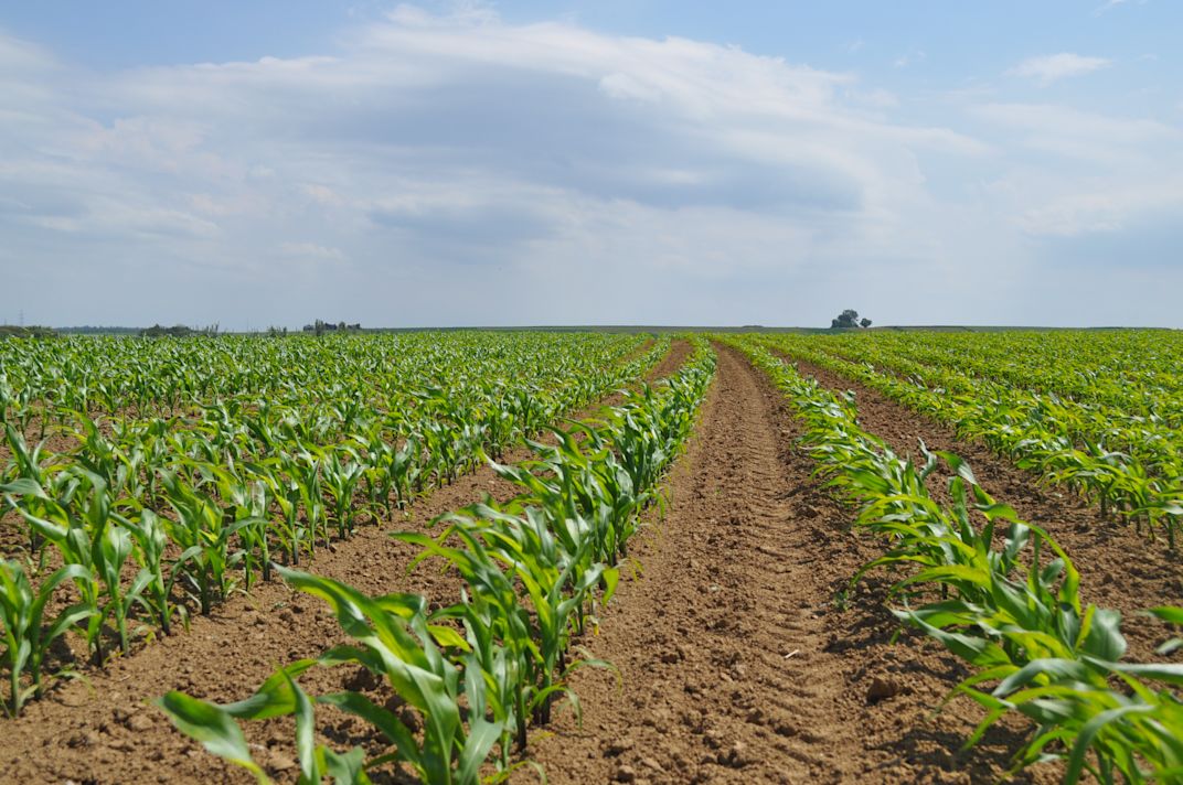 Zekerheid in mais? Gebruik Optima Vigor+ of Blue N als standaardbemesting!