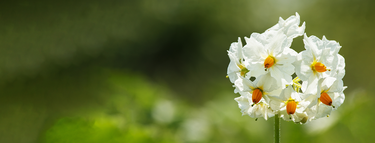 close up bloem aardappel_1200x458px