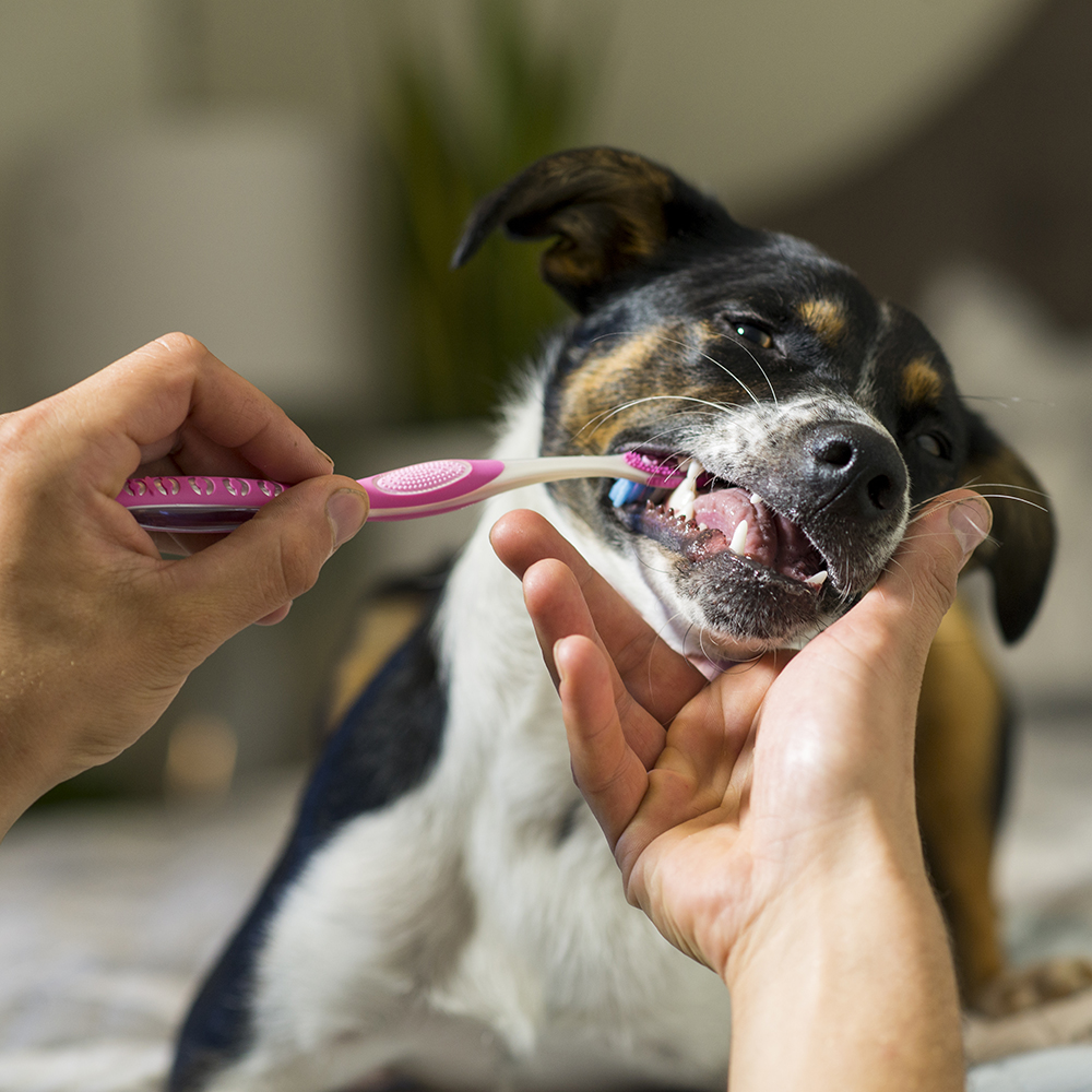Baasje poetst tanden van hond - Aveve