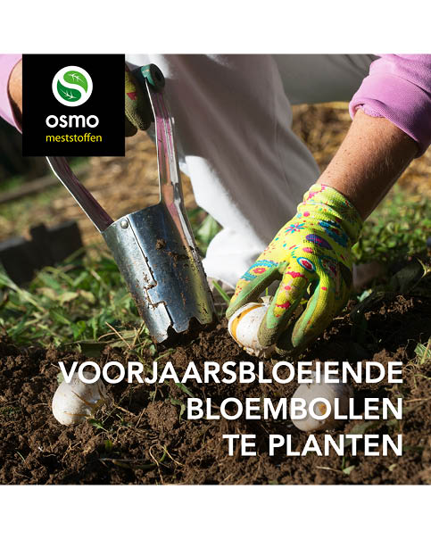 Voorjaarsbloembollen