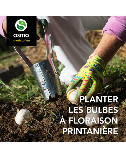 Voorjaarsbloembollen