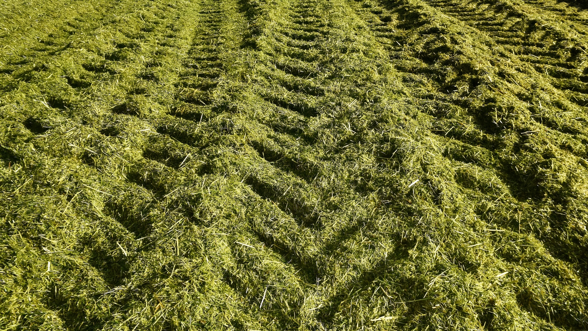 Ruwvoer - Zomer - Grasoogst 