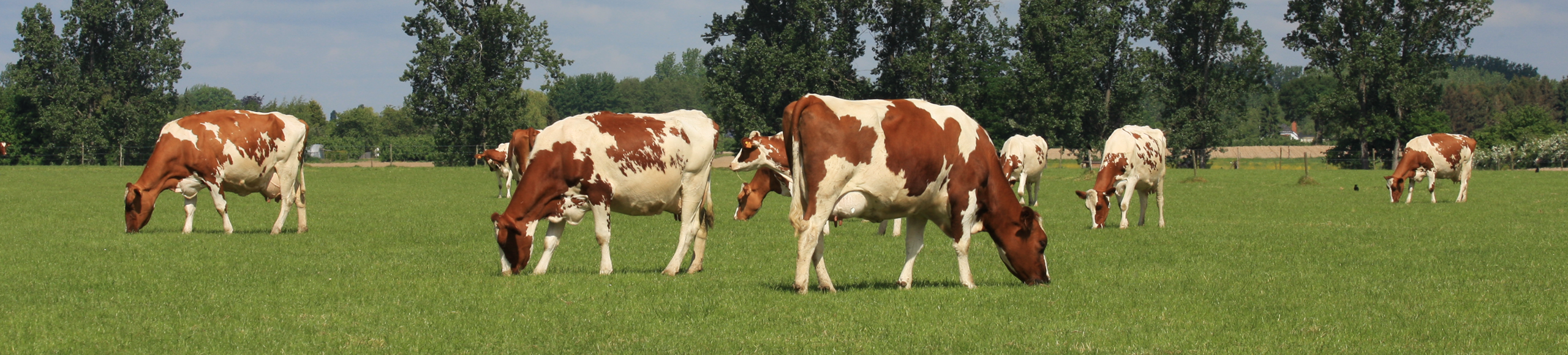 Bio Rundvee 1920x435px