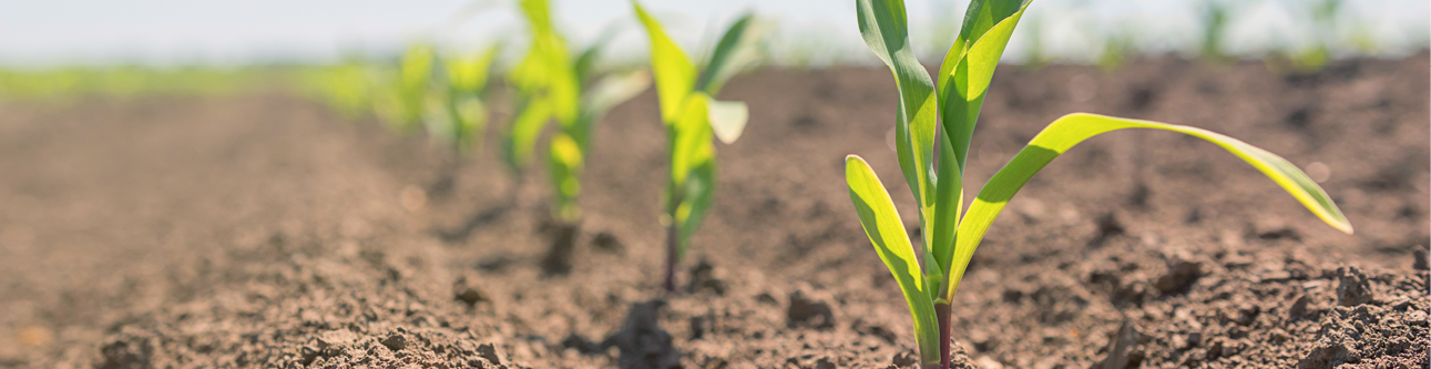 Maïsstarters 4 968x250px