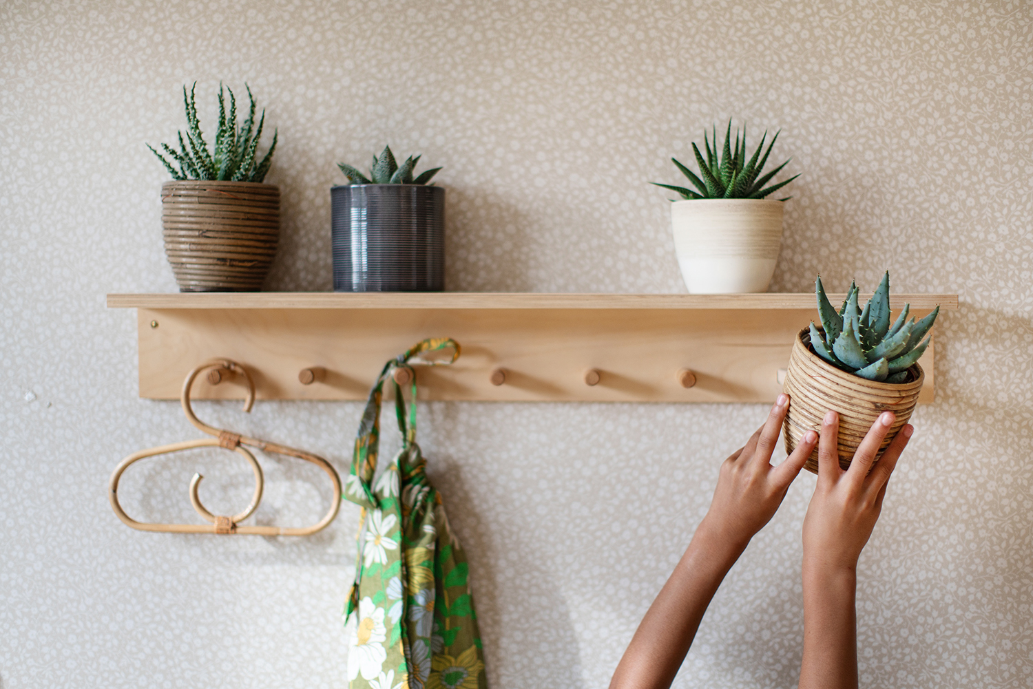 Entretien de l’haworthia