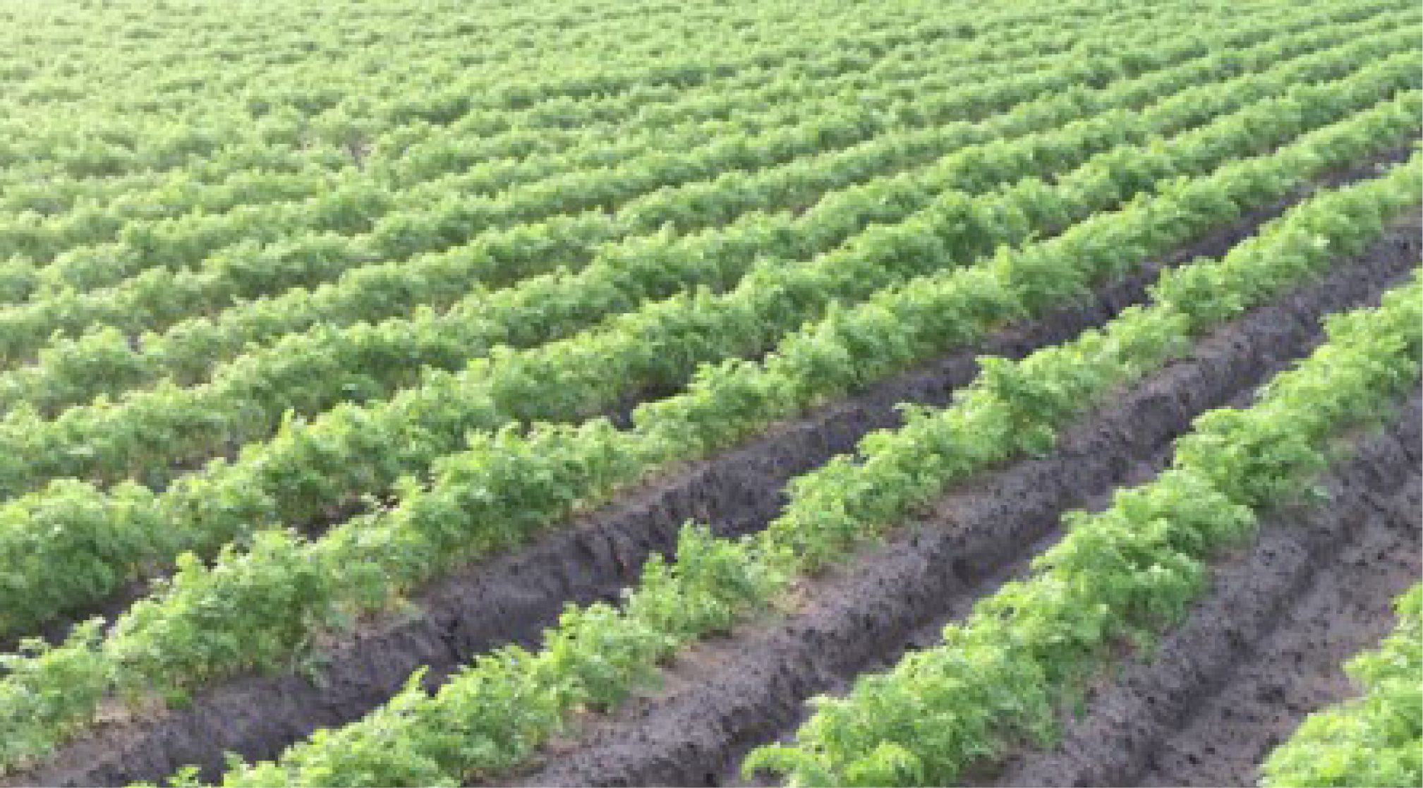 Sanac gewasbescherming afbeeldingen 968x536px