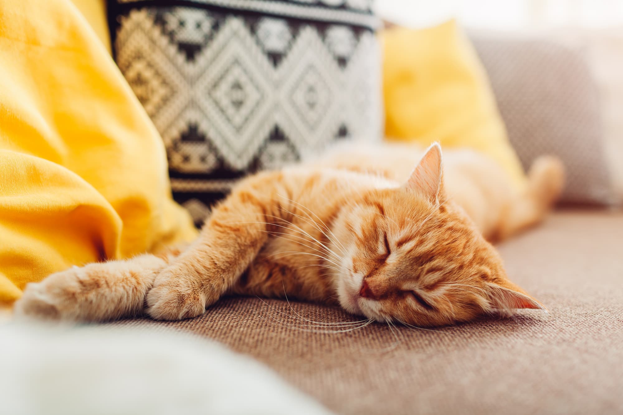 Chat qui dort sur son couchage – Aveve